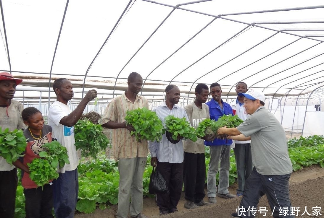 要来|非洲一盘白菜60元, 中国人来这开荒收获后, 当地人争相要来下地