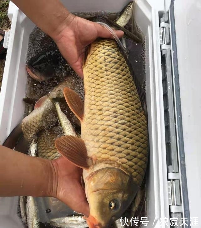 春节前后钓鱼攻略,过年菜指望得上,都说老家资源好看你钓多少