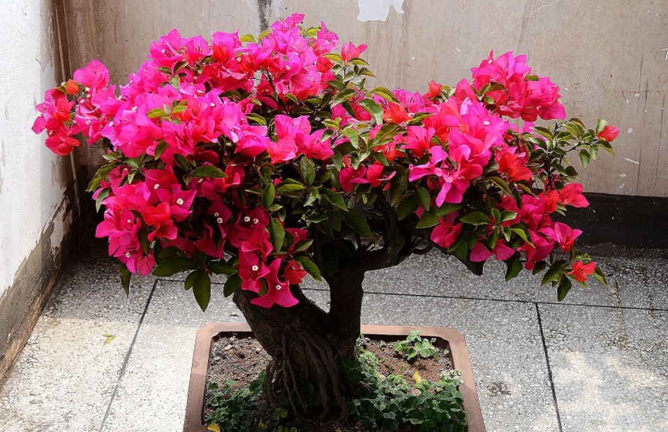 想让三角梅花繁色艳,做到“两加一减”,开花“爆盆”花期长