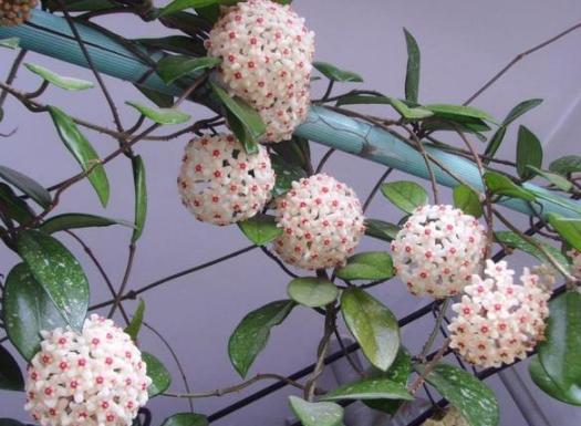 犯愁养花还是种菜别选了，种植8种蔬菜盆栽看着五颜六色