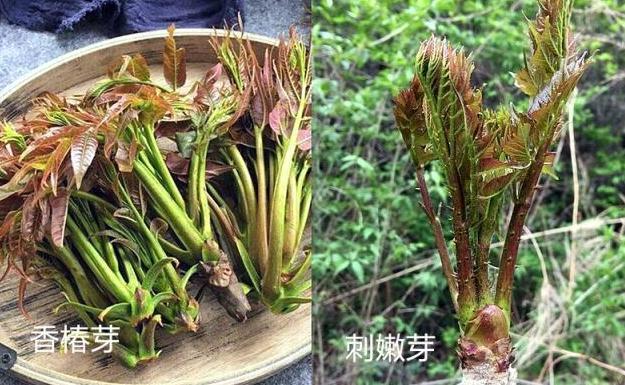 养生|养生四种“双胞胎”菜傻傻分不清,营养价值极高!现在知道还不晚
