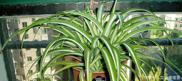 连细菌都“害怕”的3种花，远离病菌侵犯，家里该多养几盆