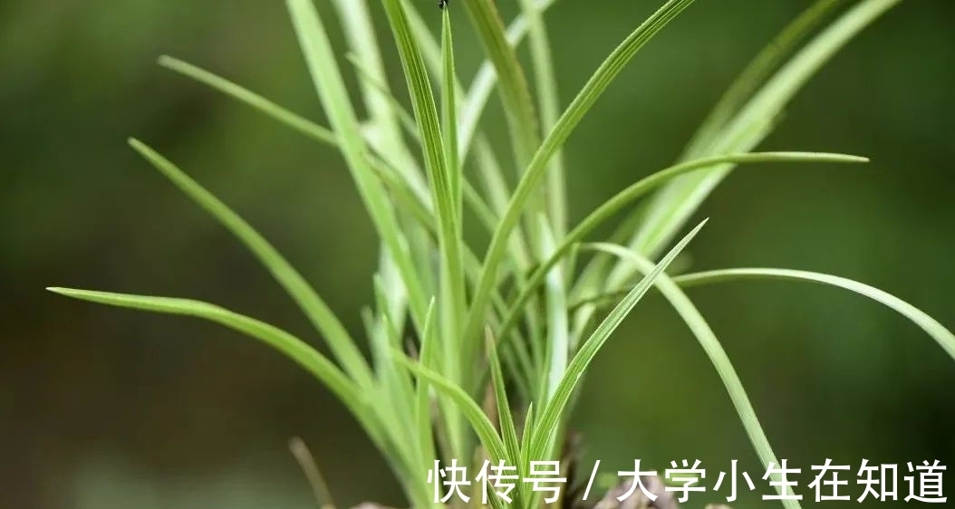 兰花烂根后最怕什么?正确处理有技巧,这4种会加速兰花枯死