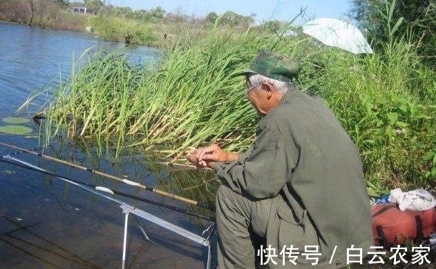 老汉钓到罕见三连体鱼 竟然就这样给煮了 专家知道后大哭！