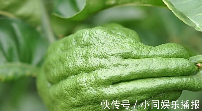 煲汤|以下水果种一次能吃一年，浑身是宝，煲汤更是一绝