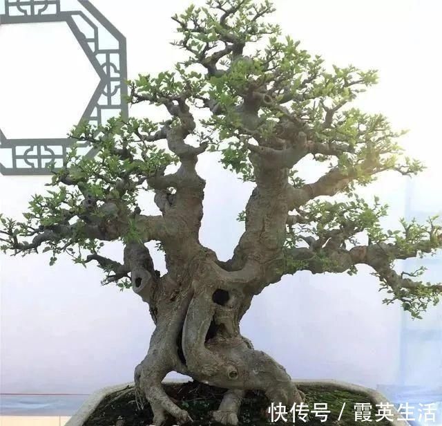 树木|盆景制作技法夏天来到,盆景脱衣换锦,有6种好处