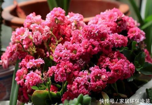 1月长寿花开败后,2件事要做好,否则很难再次开花!