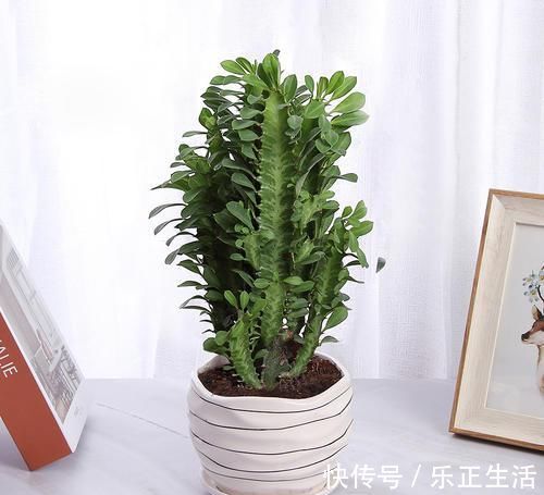 植物|新房住了半年还有甲醛？越来越多人养这几种植物，难怪身体健康
