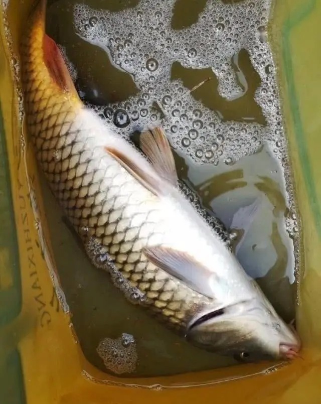 浮漂|传统钓很落后?这种钓法连饵料都不用,可它专攻水底大鲫大鲤