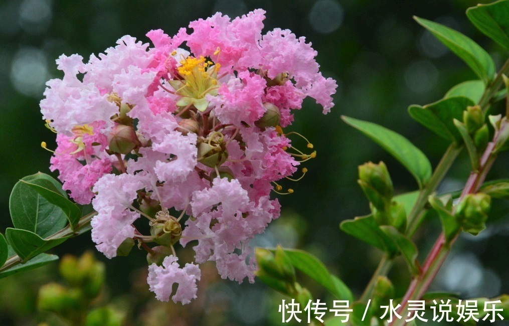 此花所展现的是女性的美，它所代表的是沉迷的爱，是很有趣的植物