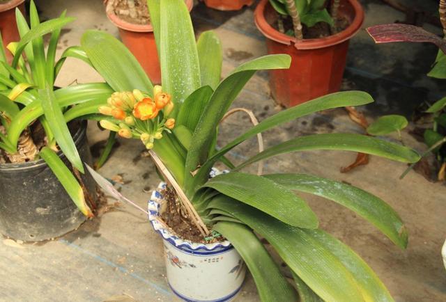 养殖君子兰盆栽,想要叶绿根茎粗得''喂点它'',在家就能自制