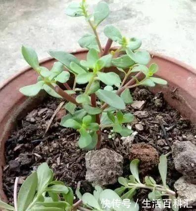 2种“便宜花”,用1招养成“老桩”,美死了,给“1万”都不卖