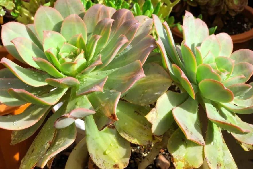 耐寒|这6种多肉可不耐冻,大冷天赶紧搬回家,冻伤了可救不活