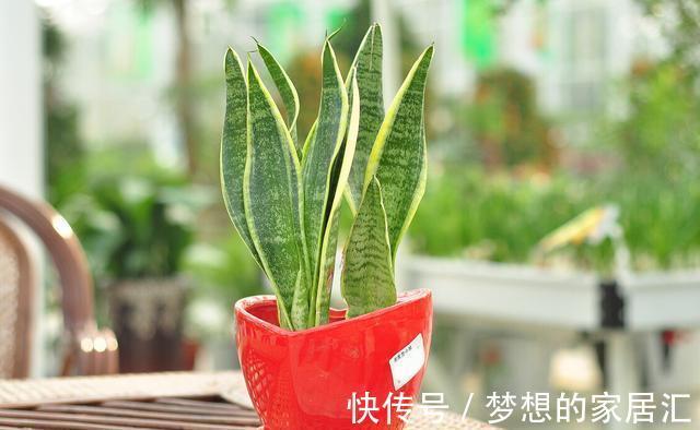 技巧|虎皮兰好养,学会了以下技巧,花纹还能随意变换,提升观赏价值