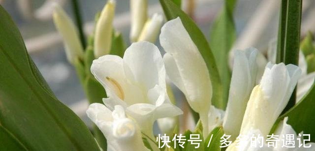 花头|用一束沁人心脾的姜花,来挥别这个夏天!