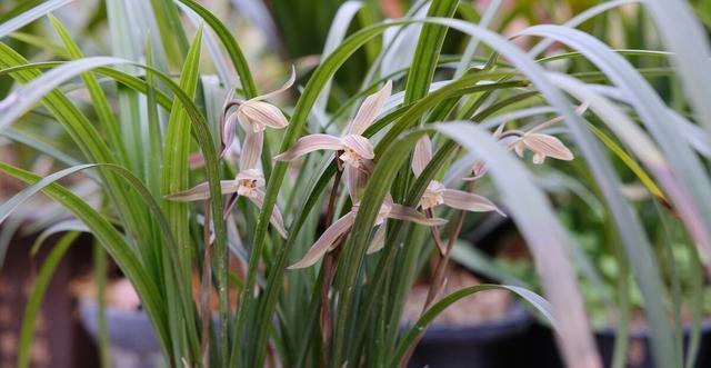 施肥|夏季养兰花要慎重,分清楚养护工作上的事,什么该做,什么不该做