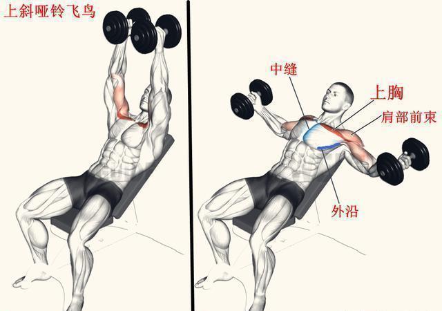 胸肌|上斜卧推末尾,加入1个哑铃飞鸟动作,更有效刺激上胸肌肉