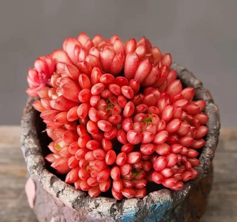 她养的多肉红宝石,叶色红得像火,特别漂亮