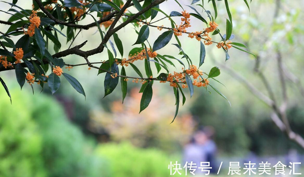 山鸟$“人闲桂花落,夜静春山空”,原来古时的春夜还有桂花飘香