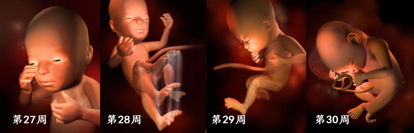 羊水|胎儿在子宫的成长过程!看着宝宝一点点长大,心里满是爱