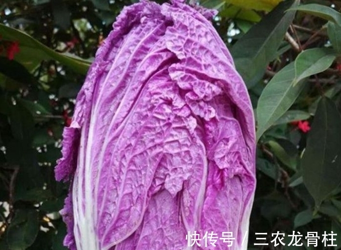 花青素|紫白菜营养丰富,富含花青素,掌握四点,种出优质美味的紫白菜来