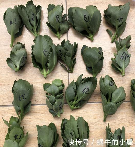 扦插长寿花?掌握4点,插一盆爆一盆,满阳台全是花