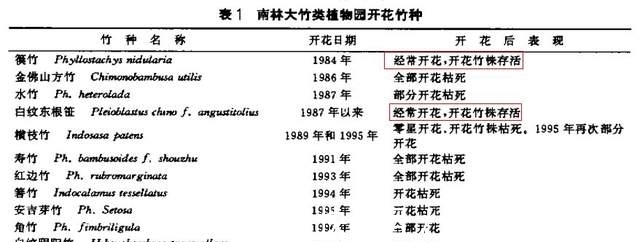 现象|“竹子开花，赶紧搬家”有道理吗？竹子开花到底隐藏了什么秘密？