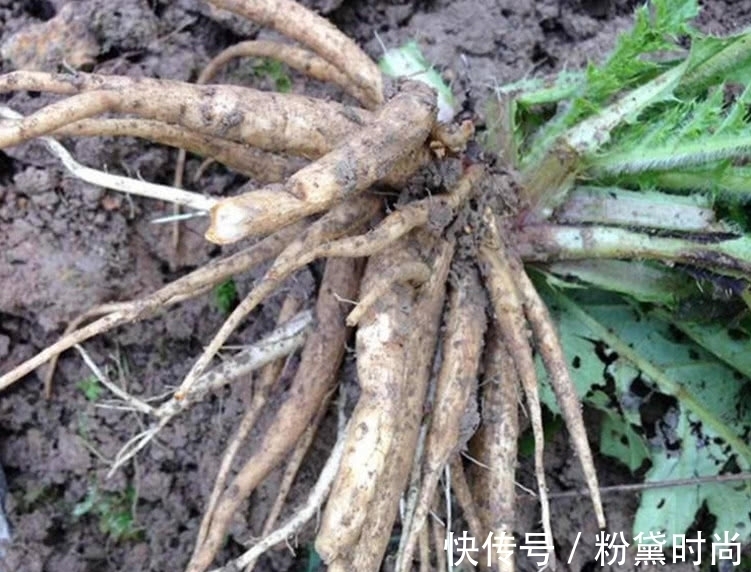 农村|在农村大山里面的大蓟根,可以晒干拿来泡水,对身体很有好处!