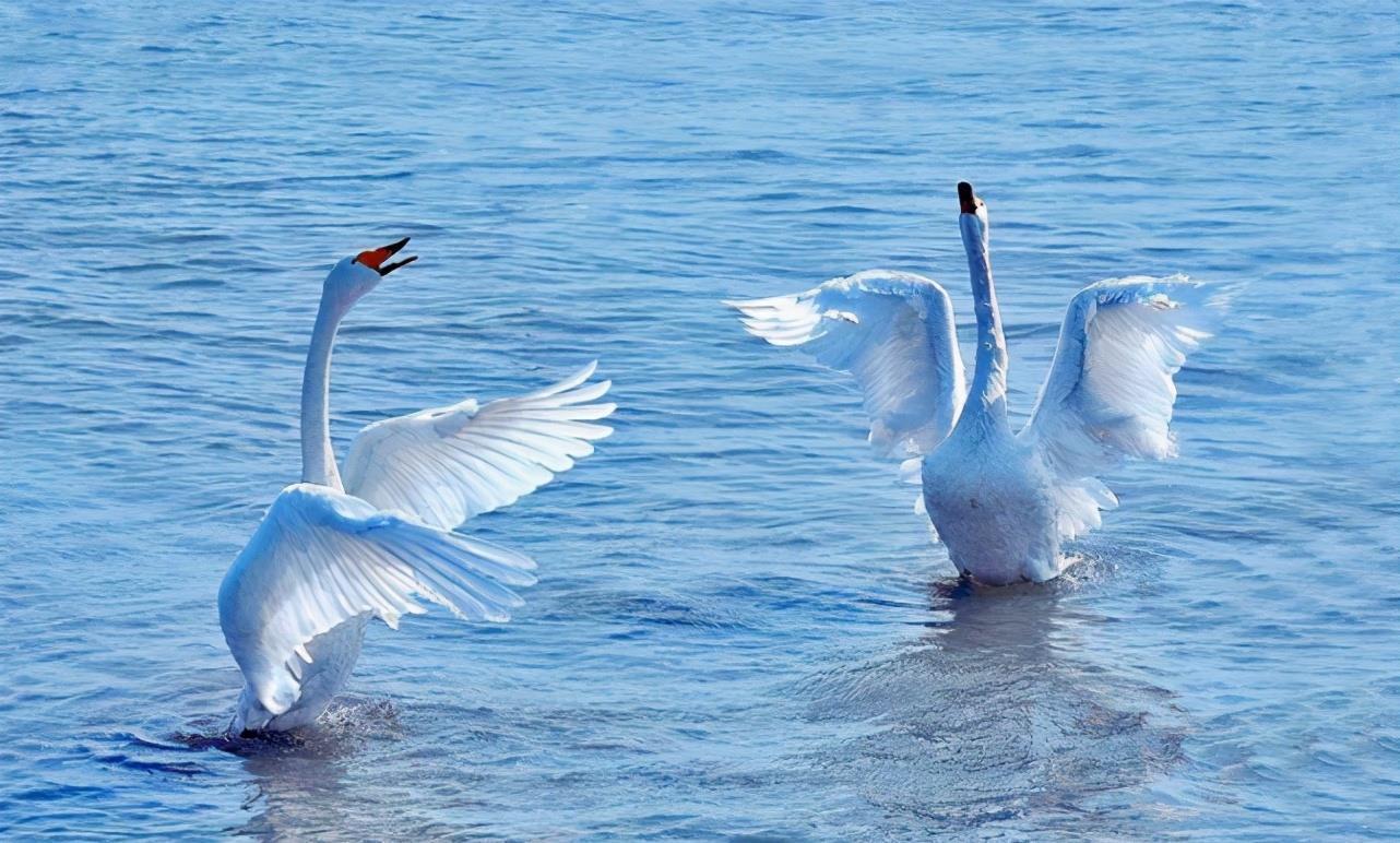 70岁农民作出《咏鸡》,仅靠18字获1万元奖金,引来网友争相模仿