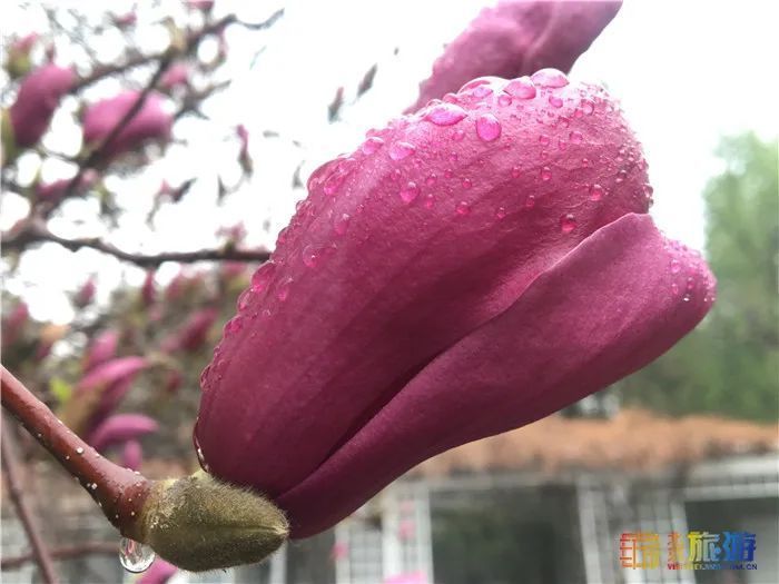 花海！梅花、玉兰、海棠、杏花，你要的醉人春色都藏在北京这座公园里！