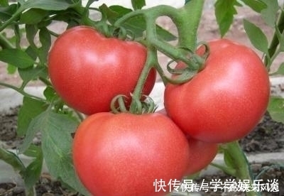 dh提醒,炒西红柿不能放此物,吃了就是给自己找罪受,早知早健康