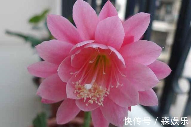 令箭荷花怎么养开花多 花期前的养护技巧你学会了吗