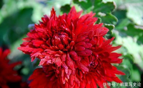 阳台上|适合懒人养的花,一年开花200天,对待新手很友好四季绚烂