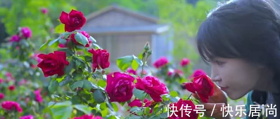 万人|李子柒晒一桌玫瑰宴,引2399万人观看,网友馋到流口水!