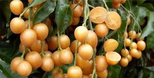 泡水|它是“果中之宝”,咳嗽老不好,用此物泡水,化痰止咳,预防感冒