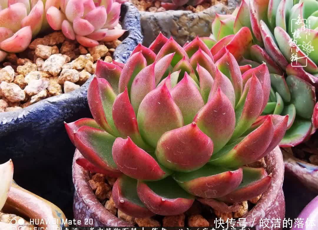 肉肉|与多肉的相遇,就是一场治愈之旅