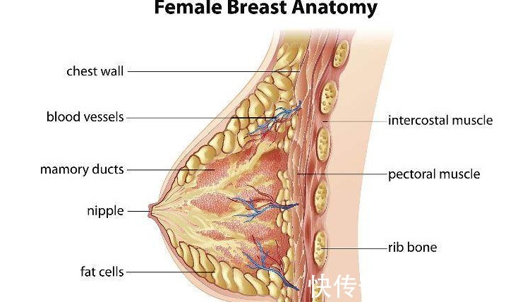 单纯性增生|“乳腺增生”的加重，许是在“提醒”你，2种“食物”尽量少吃