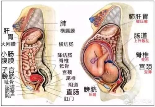 发生|怀孕以后准妈妈的内脏发生什么移位？产后如何让五脏六腑归位恢复孕前状态？