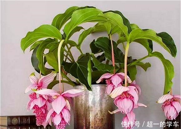 1种高级“盆栽花”,开花贼漂亮,养在室内当年宵花,惊艳四座!