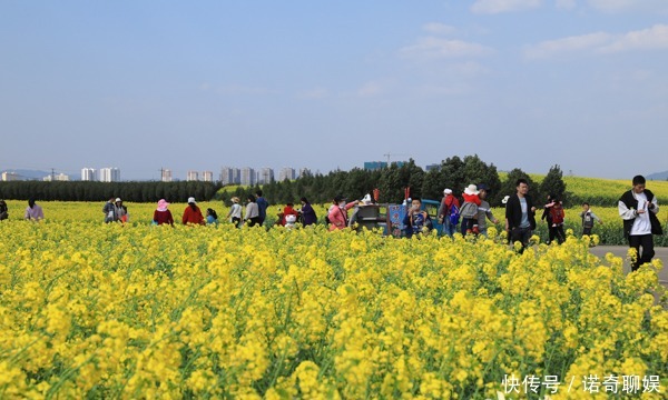 中年|罗平油菜花有多美？游客说：每年都来，怎么也看不够