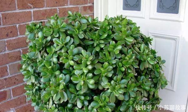 “耐干旱”的3种花，即使40天不浇水，一样“爆盆”，生长快！