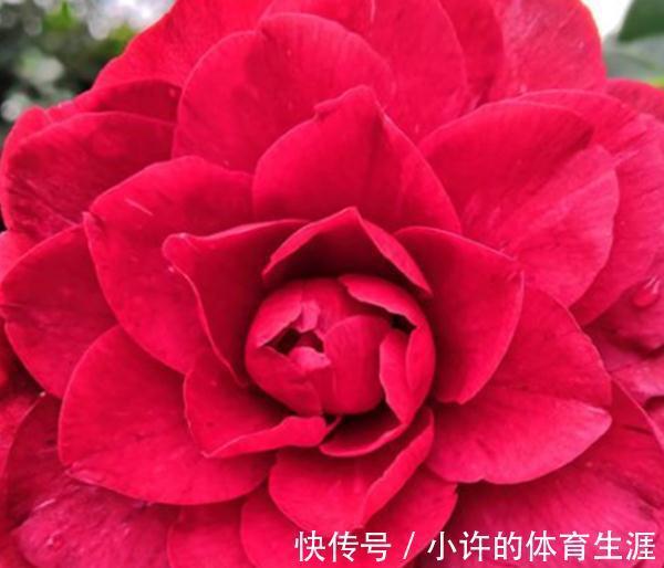 茶花总是养不活，看看茶花十忌，你都犯了哪些错