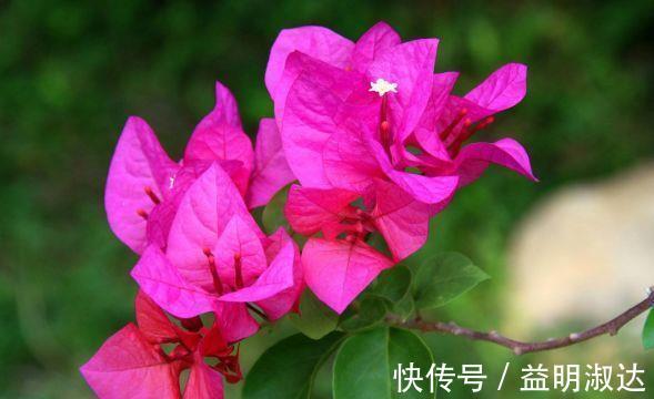 三角梅|4种花很好养，沾土就活，随便养养一样开花一簇簇