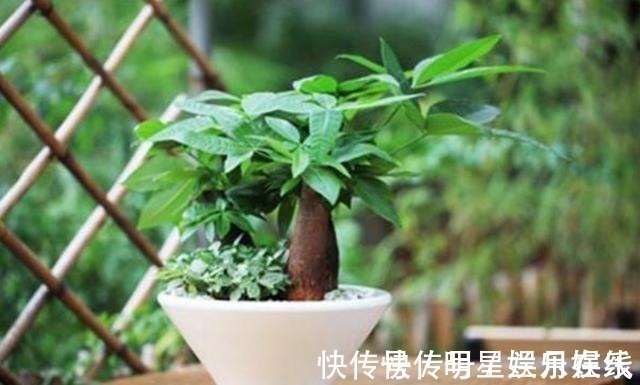 如果不到万不得已，这3种花过年“不要买”，年后买，省钱又好养