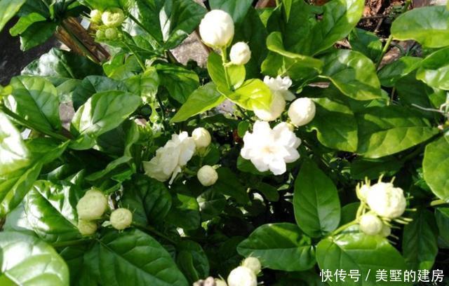 养护|茉莉花养护“小诀窍”，小苗变大树，枝叶繁茂开花多，就差这几步