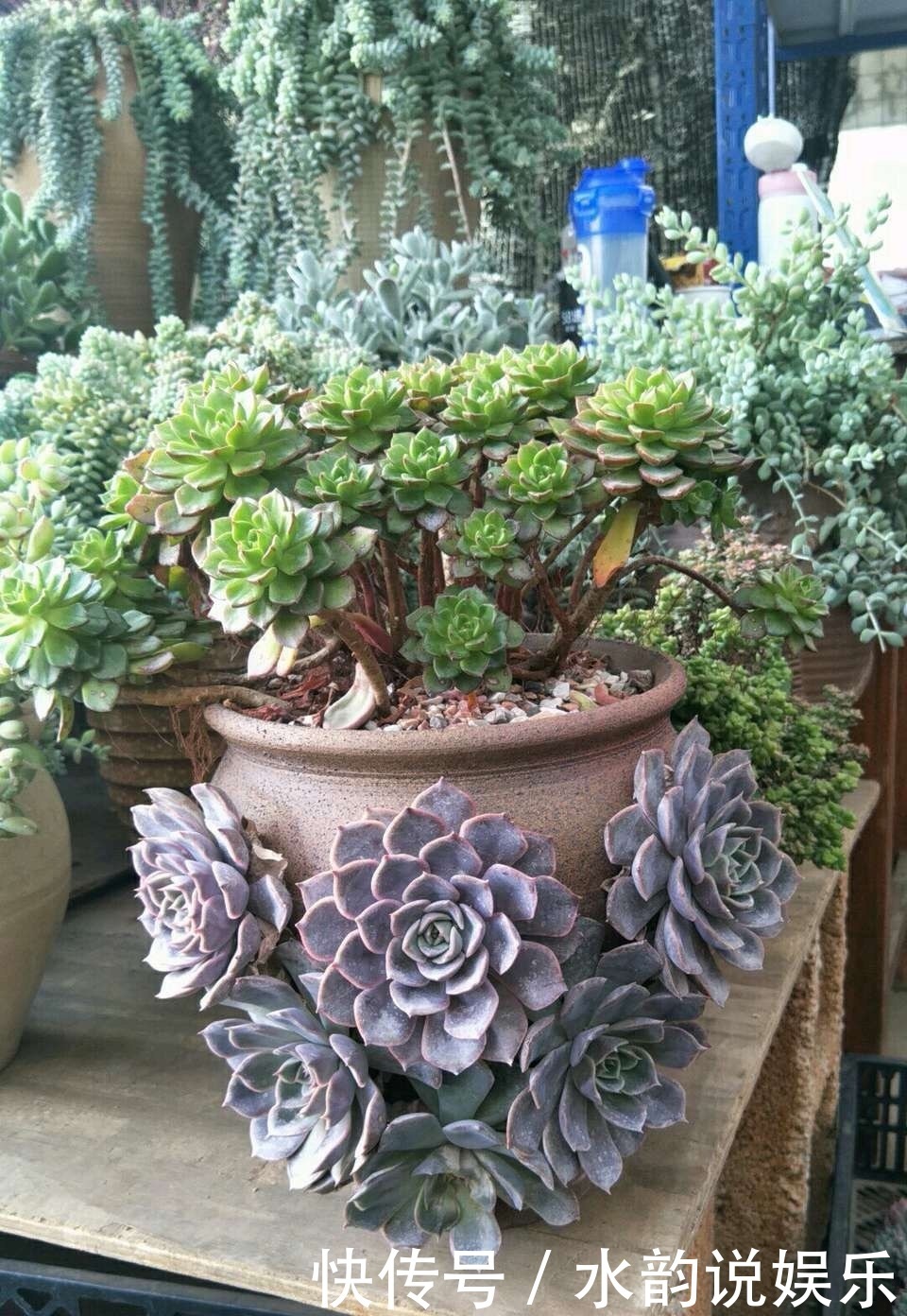 烂根|夏天养多肉,记住“懒养”,少打理多观察,要不烂根烂叶找上门