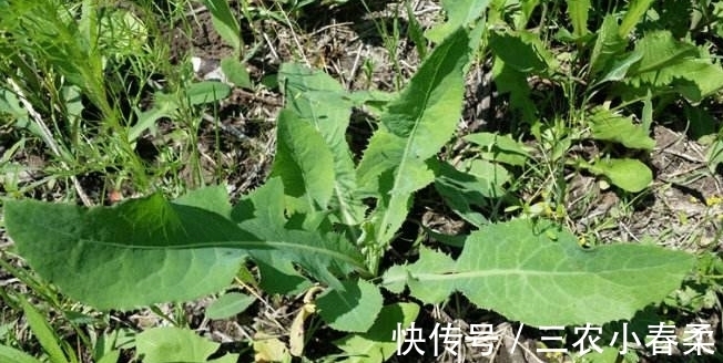 良药|农村一种随处可见的野菜,是一种止咳的良药,市场上要20块一斤