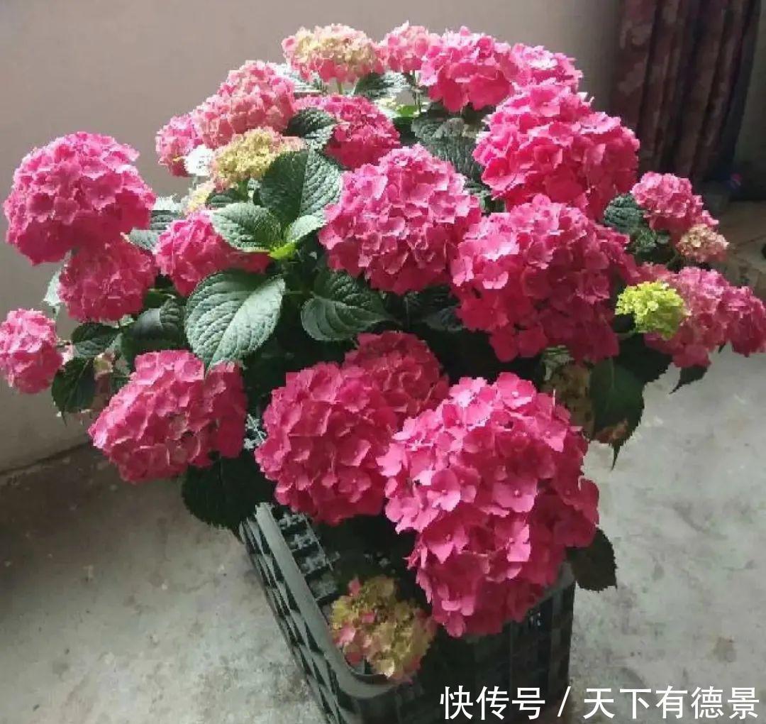 花友|夏天室内光不好，就养2种耐荫花，皮实好养开花多