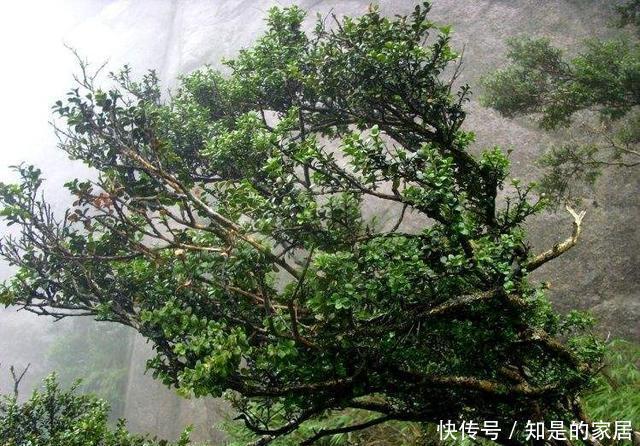 光照|珍珠黄杨产在哪里?有何习性该怎么养护