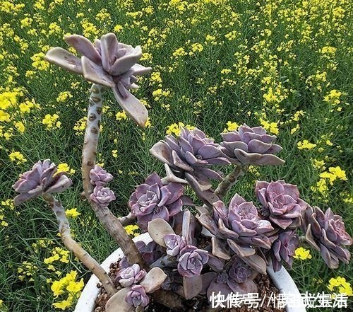 3种多肉植物，号称“爆崽小能手”，上色美长满盆，养成群生老桩